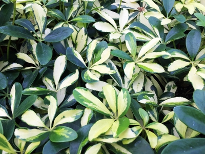 Schefflera arboricola cv. Variegata