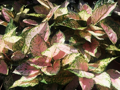 Aglaonema spp.