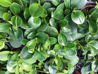 Peperomia obtusifolia