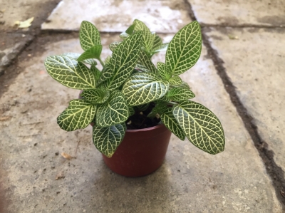 Fittonia verschaffeltii