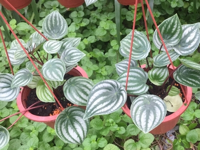 Peperomia sandersii C. DC