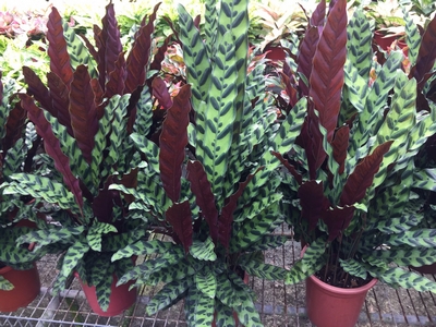 Calathea makoyana