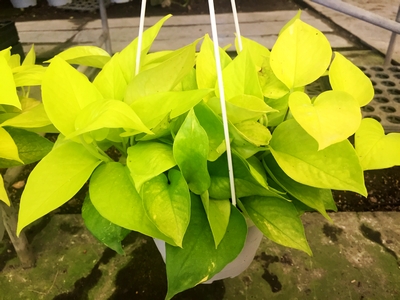 Epipremnum aureum ‘Sun Shine'