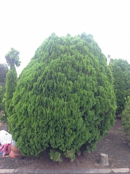 Thuja orientalis L. cv. Aurea Nana