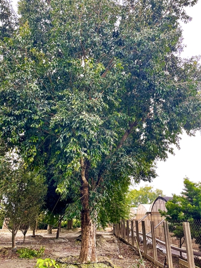 Syzygium jambos (L.) Alston