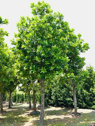 Calophyllum inophyllum L.