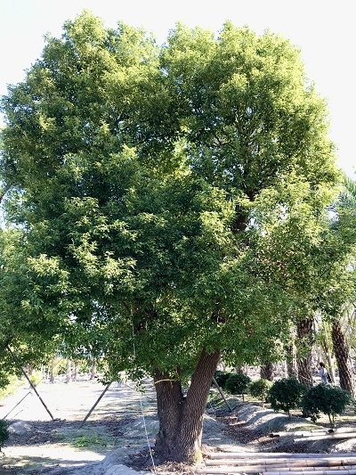 Cinnamomum camphora