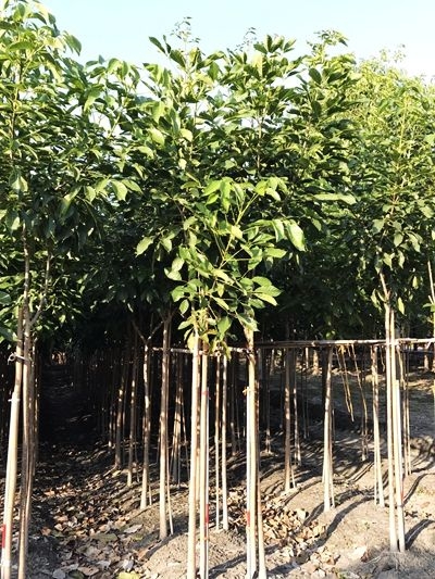 Tabebuia rosea