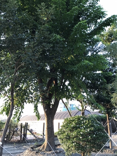 Pterocarpus indicus