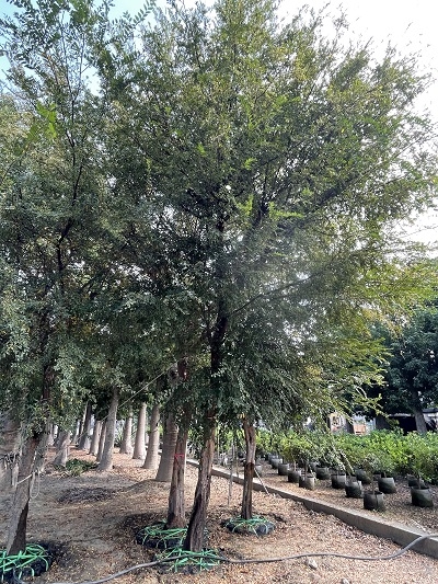 Ulmus parvifolia