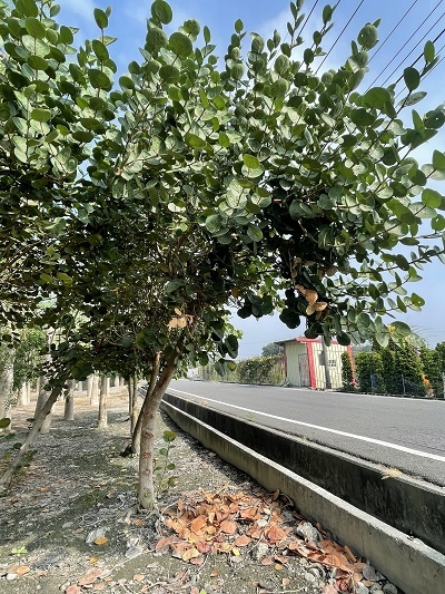  Coccoloba uvifera.