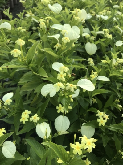 Mussaenda parviflora Matsum.