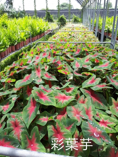 Caladium x hortulanum Hort. ex Bird