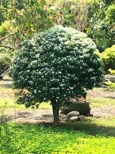 珍珠馬茶花(高幹大球型)