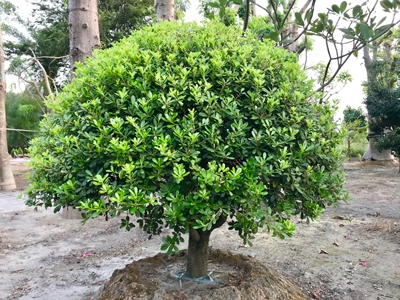 Pittosporum tobira Ait