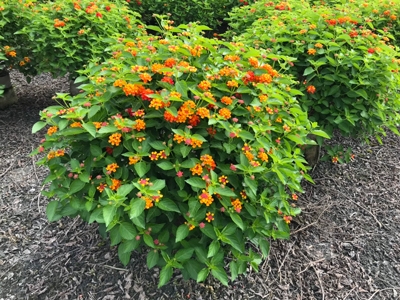 Lantana camara