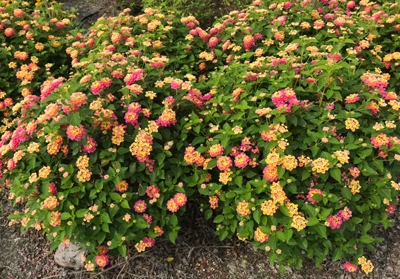 Lantana camara