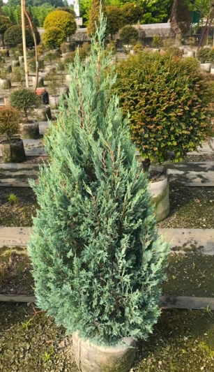 Juniperus chinensis cv. ‘Pfitzerian