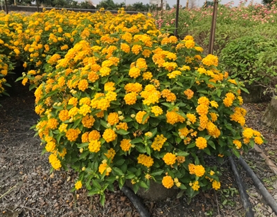 Lantana camara cv. ‘Flava’