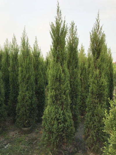 Calocedrus macrolepis Kurz var. for