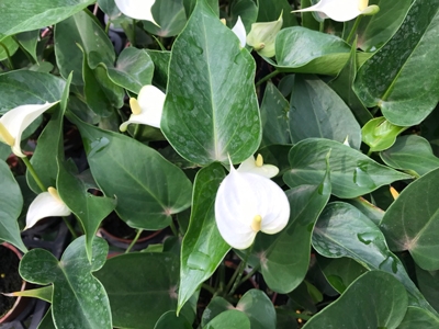 Spathiphyllum spp.