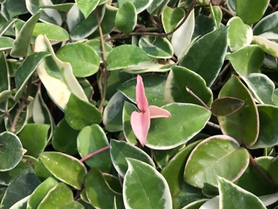 Hoya carnosa（L.f.）R. Br）