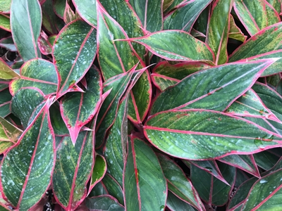 Aglaonema 'Siam Aurora'