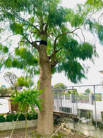 Moringa thouarsii