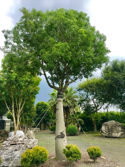 昆士蘭瓶幹樹(佛肚樹)