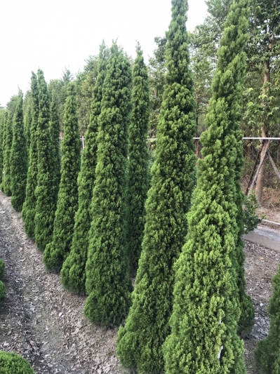 Juniperus chinensis L. var. kaizuka