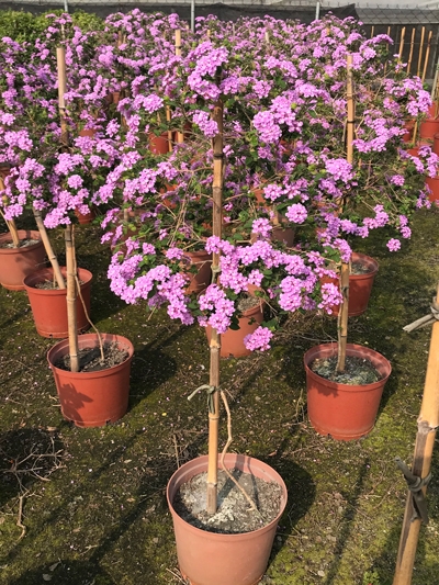 Lantana montevidensis