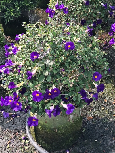 Thunbergia erecta (Benth.) T. Ander