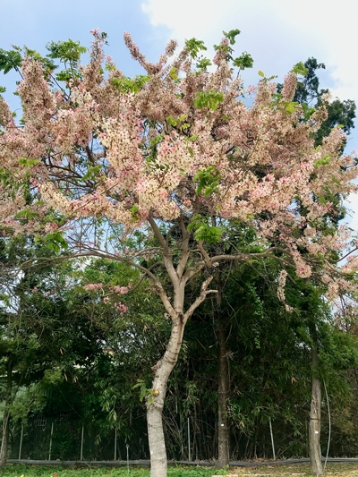 Cassia barkeriana Linn.