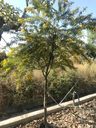 Cassia biflora