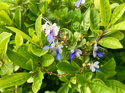 Clerodendrum ugandense.