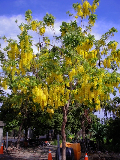 Cassia fistula L.