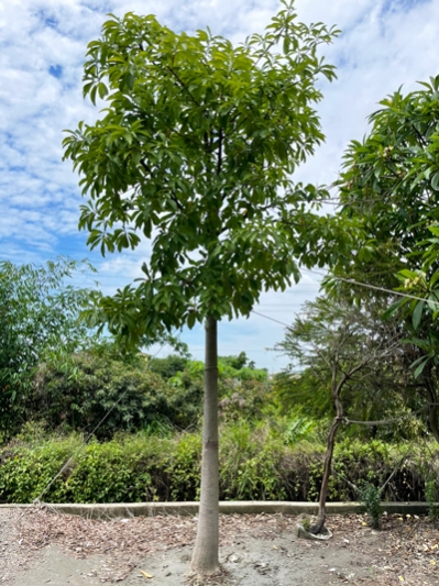 Couroupita guianensis