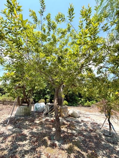 Salix kusanoi (Hayata) Schneider