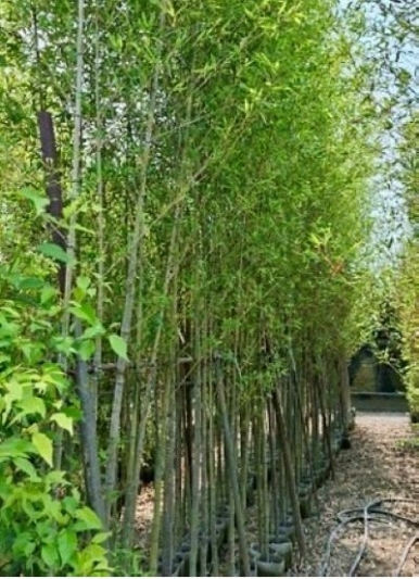 Phyllostachys bambusoides Sieb. et 